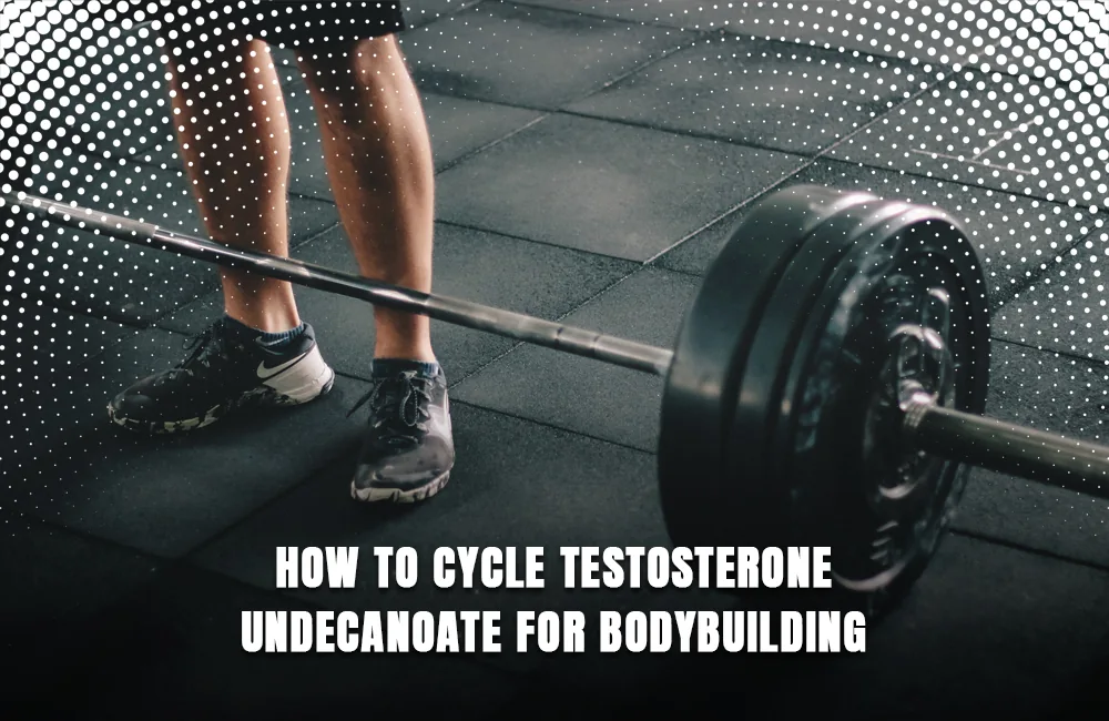 Testosterone Undecanoate bodybuilding cycle